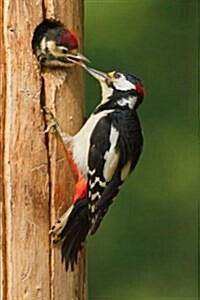 Greater Spotted Woodpecker Feeding Chick Journal: 150 Page Lined Notebook/Diary (Paperback)