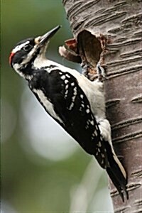 Hairy Woodpecker Journal: 150 Page Lined Notebook/Diary (Paperback)