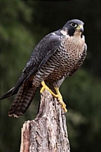 Peregrine Falcon Journal: 150 Page Lined Notebook/Diary (Paperback)
