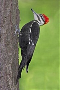 Pileated Woodpecker Journal: 150 Page Lined Notebook/Diary (Paperback)