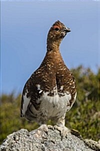 Alaska State Bird - Willow Ptarmigan Journal: 150 Page Lined Notebook/Diary (Paperback)