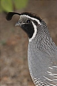 California State Bird - California Quail Journal: 150 Page Lined Notebook/Diary (Paperback)