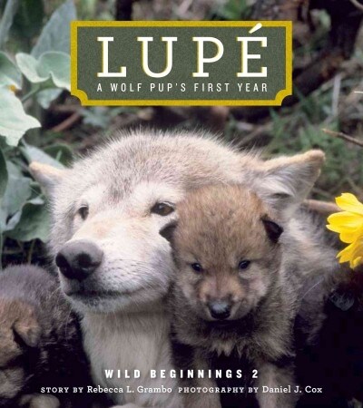 Lupe: A Wolf Cubs First Year (Paperback)