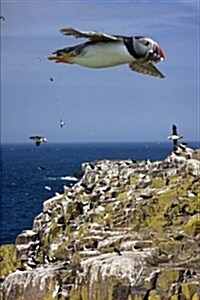 Puffins on the Farne Islands, England UK Journal: 150 Page Lined Notebook/Diary (Paperback)