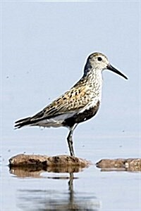 Dunlin Bird Journal: 150 Page Lined Notebook/Diary (Paperback)