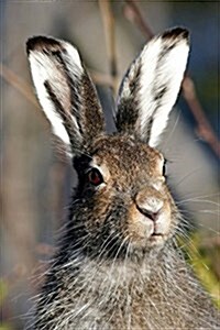 Mountain Hare Journal: 150 Page Lined Notebook/Diary (Paperback)