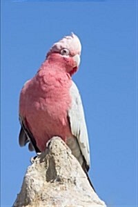 Galah Cockatoo Journal: 150 Page Lined Notebook/Diary (Paperback)