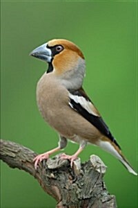 Hawfinch Journal: 150 Page Lined Notebook/Diary (Paperback)