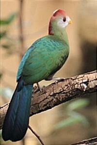 Red Crested Turaco Journal: 150 Page Lined Notebook/Diary (Paperback)