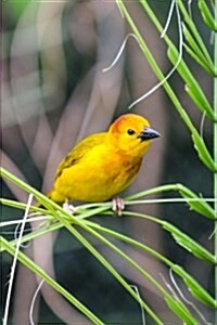 Taveta Golden Weaver Journal: 150 Page Lined Notebook/Diary (Paperback)