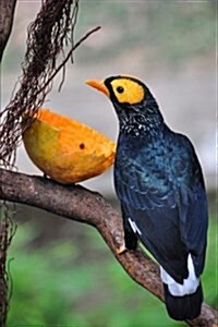 Yellow-Faced Mynah Bird Journal: 150 Page Lined Notebook/Diary (Paperback)