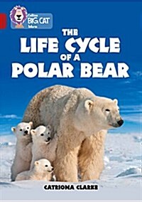 The Life Cycle of a Polar Bear : Band 14/Ruby (Paperback)