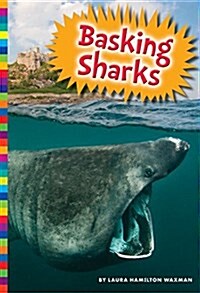 Basking Sharks (Paperback)