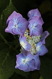 Macrophylla Wild Type Hydrangea, for the Love of Flowers: Blank 150 Page Lined Journal for Your Thoughts, Ideas, and Inspiration (Paperback)