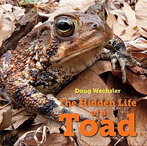 The Hidden Life of a Toad (Hardcover)
