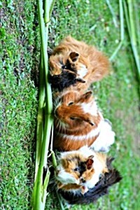 Guinea Pig Trio, for the Love of Nature: Blank 150 Page Lined Journal for Your Thoughts, Ideas, and Inspiration (Paperback)
