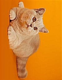 Cat on an Orange Background, Jumbo Oversized: Blank 150 Page Lined Journal for Your Thoughts, Ideas, and Inspiration (Paperback)