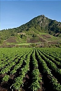 Field with Drills of Potato Plants Cerro Punta Village Panama Journal: 150 Page Lined Notebook/Diary (Paperback)