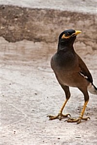 A Mynah Walking Down the Road, Birds of the World: Blank 150 Page Lined Journal for Your Thoughts, Ideas, and Inspiration (Paperback)