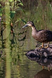 Pacific Blue Duck at Waters Edge, Birds of the World: Blank 150 Page Lined Journal for Your Thoughts, Ideas, and Inspiration (Paperback)