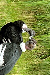 Andean Condor Pair, Birds of the World: Blank 150 Page Lined Journal for Your Thoughts, Ideas, and Inspiration (Paperback)