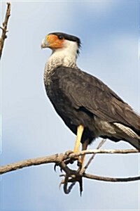 Crested Caracara in a Tree, Birds of the World: Blank 150 Page Lined Journal for Your Thoughts, Ideas, and Inspiration (Paperback)