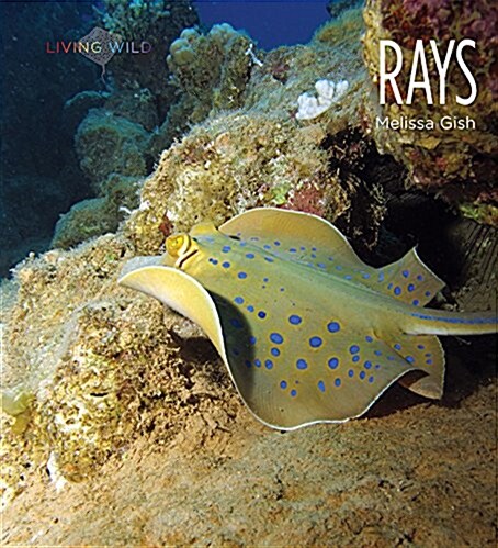 Rays (Paperback)