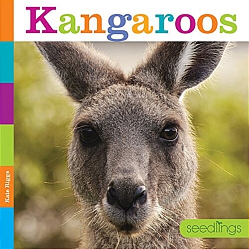 Kangaroos (Paperback)
