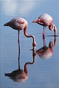 Greater Flamingos of Galapagos Island Journal: 150 Page Lined Notebook/Diary (Paperback)