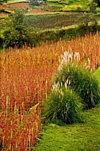 Quinoa Plantation in Chimborazo Ecuador Journal: 150 Page Lined Notebook/Diary (Paperback)