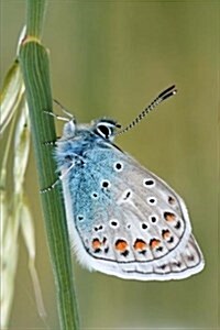 My Journal: Monarch Butterfly on Plant, Blank 150 Page Lined Diary / Journal / Notebook (Paperback)