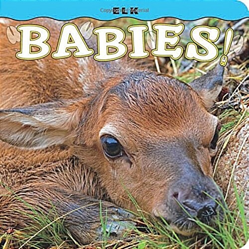 Elk Babies! (Board Books)