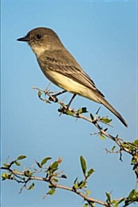 Eastern Phoebe Bird Journal: 150 Page Lined Notebook/Diary (Paperback)