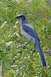 Florida Scrub Jay Bird Journal: 150 Page Lined Notebook/Diary (Paperback)