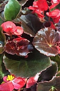 Close-Up Blooming Begonia, for the Love of Flowers: Blank 150 Page Lined Journal for Your Thoughts, Ideas, and Inspiration (Paperback)