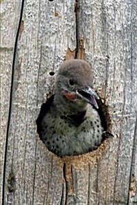 Red-Shafted Northern Flicker Bird Journal: 150 Page Lined Notebook/Diary (Paperback)