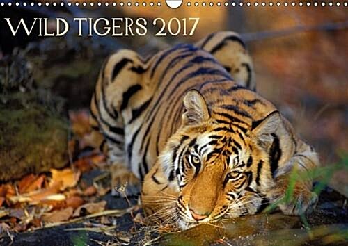 Wild Tigers 2017 2017 : Stunning Images of Wild Tigers in India (Calendar, 3 ed)