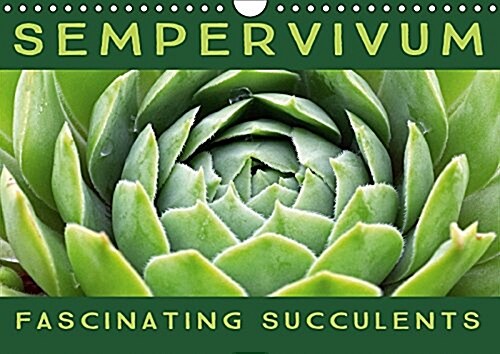 Sempervivum Fascinating Succulents 2017 : Sempervivum, 12 Wonderful Portraits of the Fascinating Succulents (Calendar, 2 ed)