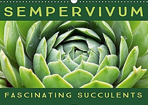 Sempervivum Fascinating Succulents 2017 : Sempervivum, 12 Wonderful Portraits of the Fascinating Succulents (Calendar, 2 ed)