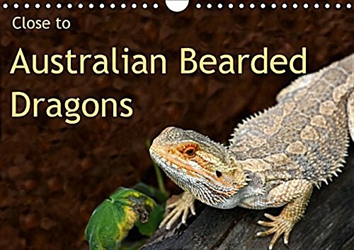 Close to Australian Bearded Dragons 2017 : Fantastic Close-Up Photography of Beautiful Australian Bearded Dragons. the Big Lizards with Personalities. (Calendar, 2 ed)
