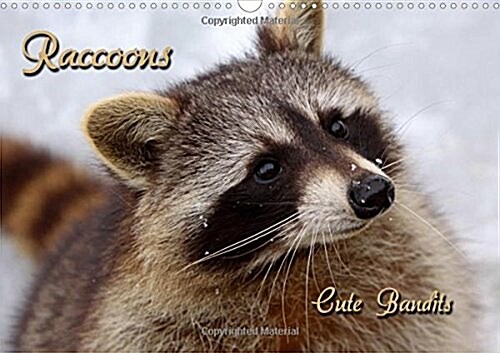 Raccoons / UK-Version 2017 : Cute Bandits (Calendar, 4 Rev ed)