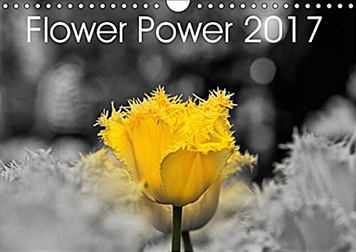 Flower Power 2017 2017 : Flowers in All Different Colours (Calendar, 2 ed)