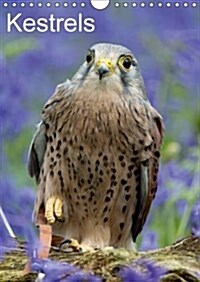 Kestrels 2017 : Kestrels on a Fallen Branch (Calendar, 2 ed)