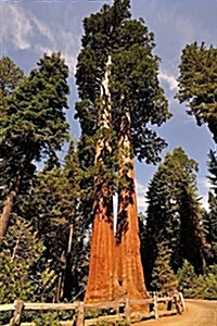 Huge Tree in Sequoia National Park, for the Love of California: Blank 150 Page Lined Journal for Your Thoughts, Ideas, and Inspiration (Paperback)