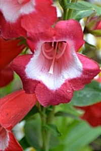 Beautiful Blooming Penstemon, for the Love of Flowers: Blank 150 Page Lined Journal for Your Thoughts, Ideas, and Inspiration (Paperback)