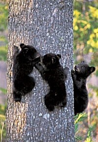 Black Bear Cubs Journal (Spiral)