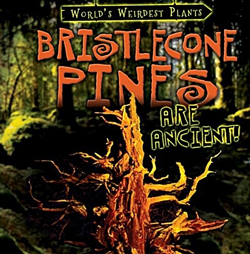 Bristlecone Pines Are Ancient! (Library Binding)