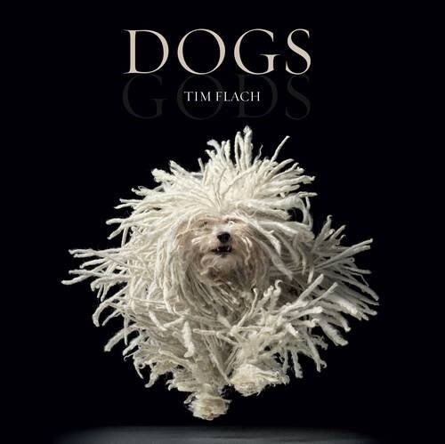 Dogs / Gods (Hardcover)