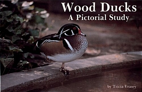 Wood Ducks a Pictorial Study (Paperback)