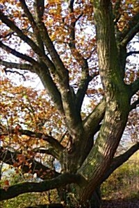 Autumn Leaves on an Oak Tree Journal: 150 Page Lined Notebook/Diary (Paperback)